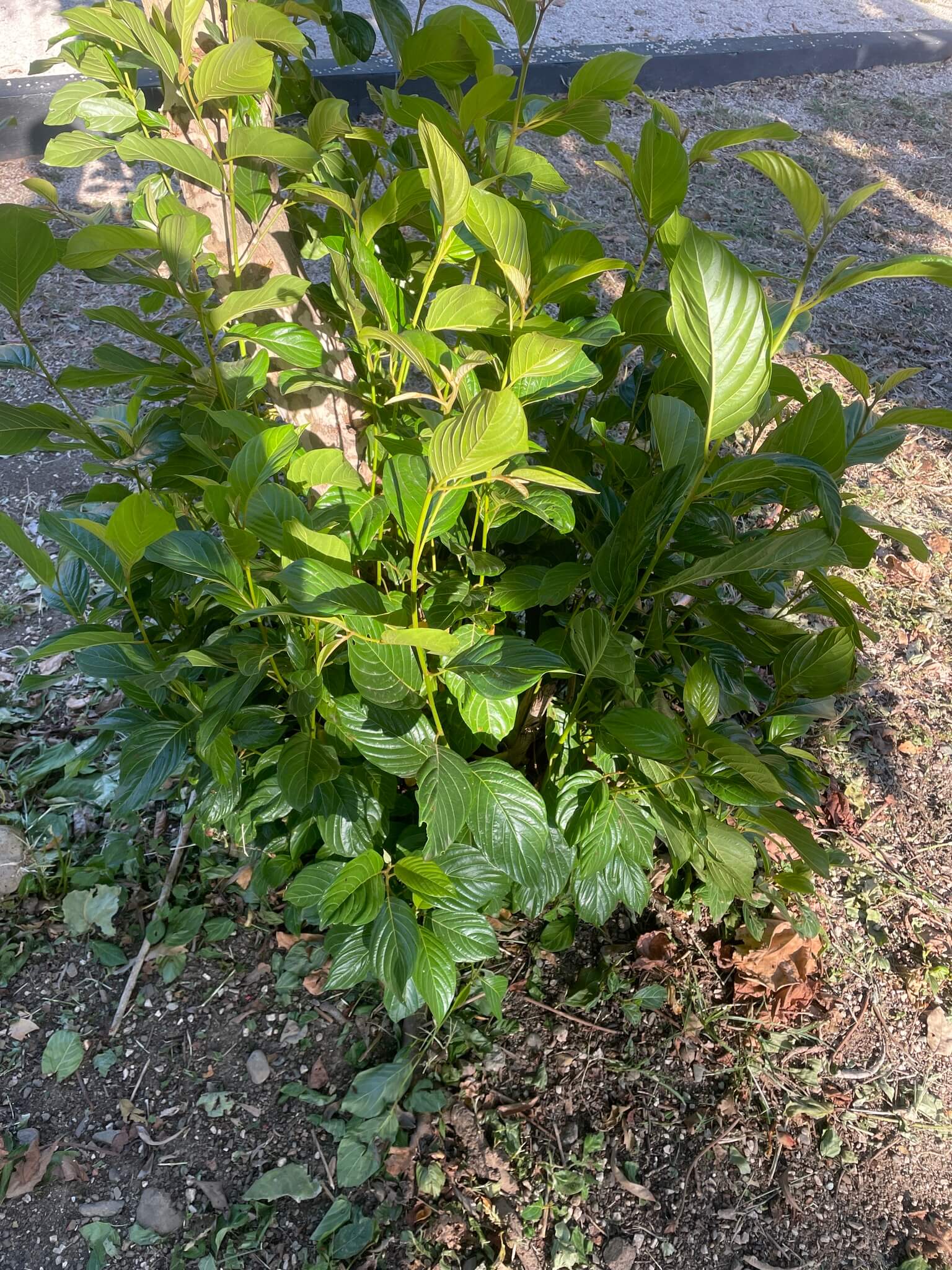 Colubrina arborescens